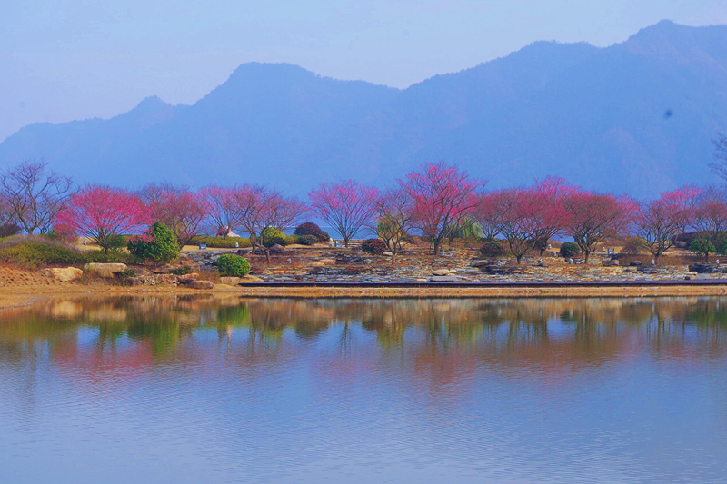 九游体育：浙江衢州推出2024年春季文旅产品：十大赏花基地、六条寻春游线、三大主题活动等你来(图2)
