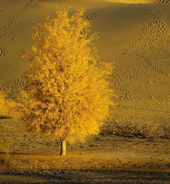 九游体育：6条自驾路线在路上看遍绝美风景！(图3)