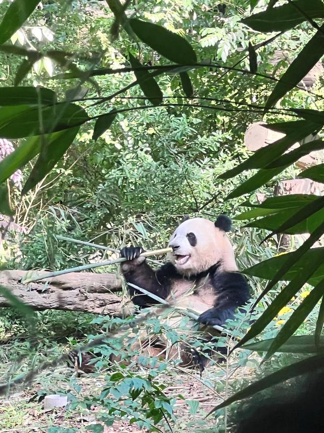 九游体育：成都重庆旅游攻略七日游多少钱？成都景点旅游路线攻略纯玩(图5)