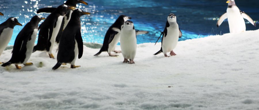 2024哈尔滨自助游攻略（游玩推荐+出行指南）(图1)