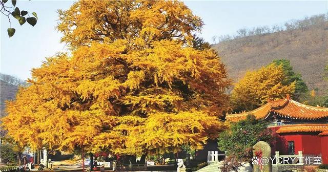 山东有哪些自驾游线路推荐(图8)