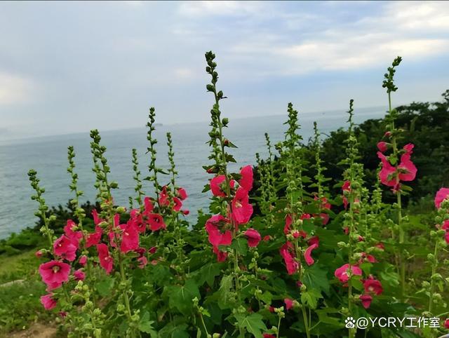 山东有哪些自驾游线路推荐(图14)