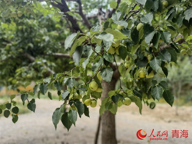 在海南州邂逅“诗和远方”(图2)