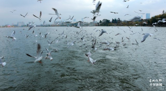 昆明观鸥季“海陆空”全方位攻略来了(图1)