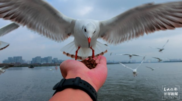昆明观鸥季“海陆空”全方位攻略来了(图6)