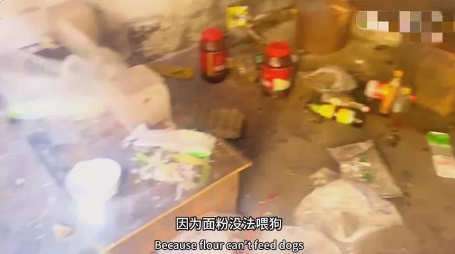 自驾游女网红拿走无人区的救命粮食说要用来喂她的狗(图2)