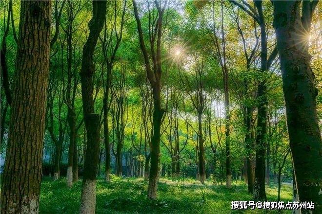 中鹰黑森林-售楼处2025最新首页网站-中鹰黑森林售楼处欢迎您楼盘评测最新价格户型配套(图14)