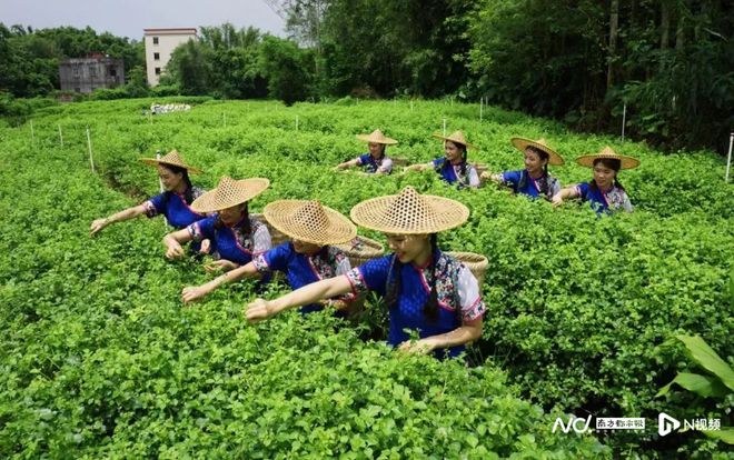 九游体育：江门：凉瓜簕菜陈皮香侨墟碉楼古韵长网红景点客满堂(图4)