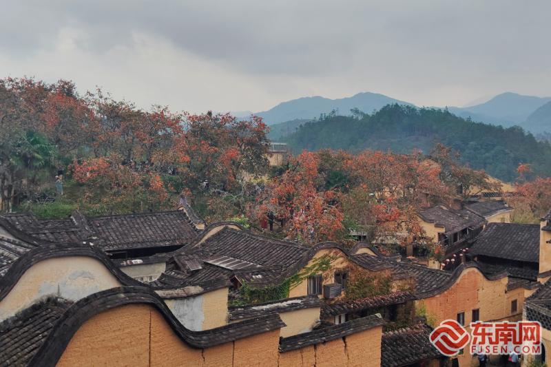 红柿映山海宁德全域旅游四季皆景(图1)