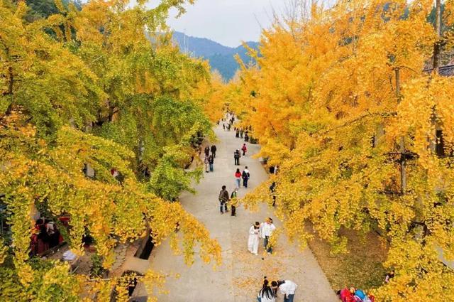 从驿站到目的地：广东服务区自驾游如何重塑文旅经济版图(图1)