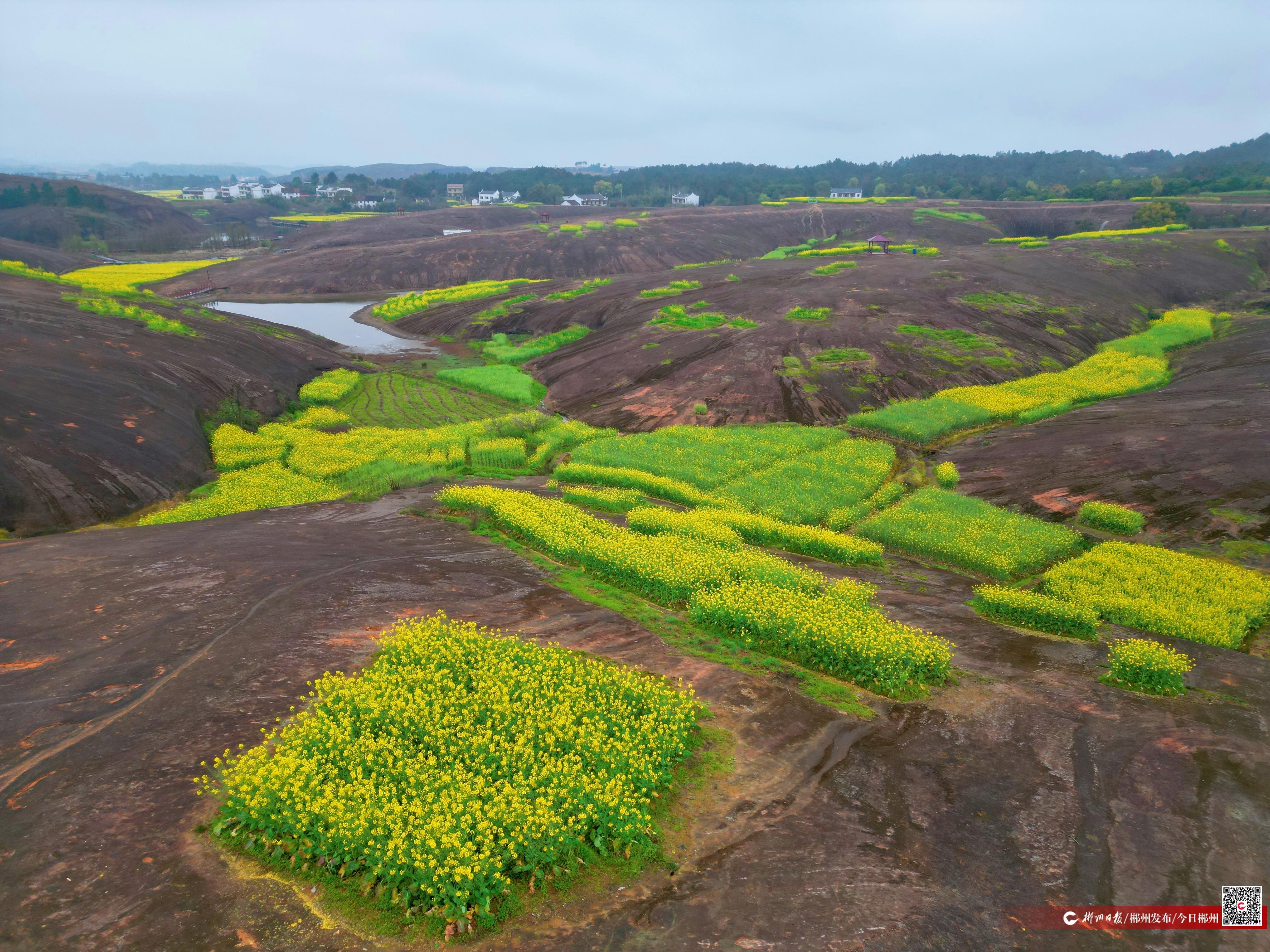 九游app入口：“蠢子山”上“长”出好日子(图1)