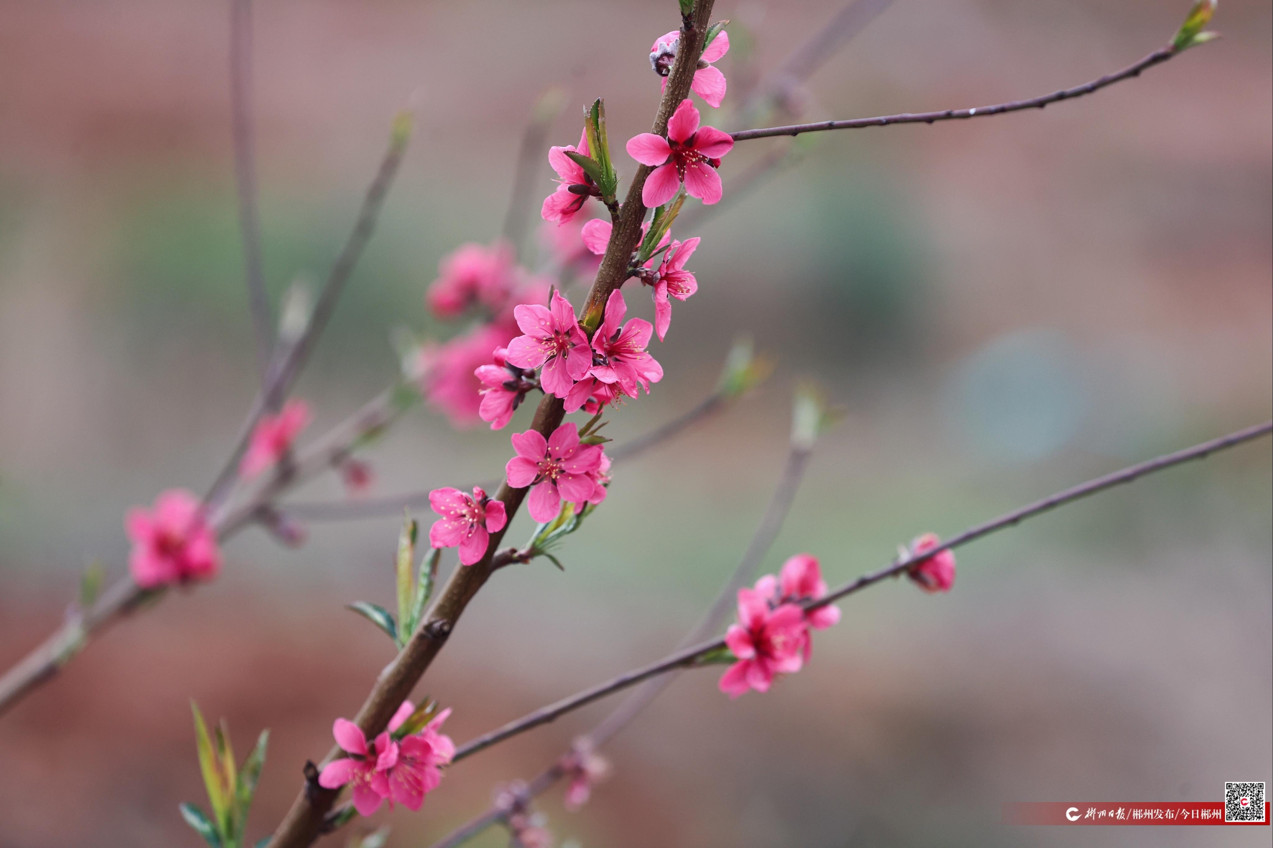 九游app入口：“蠢子山”上“长”出好日子(图4)