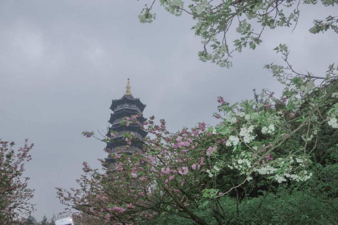 2026重庆两江新区赏樱花的地方（地点+花期+路线）(图1)