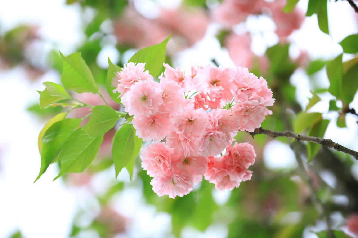 2026重庆两江新区赏樱花的地方（地点+花期+路线）(图2)