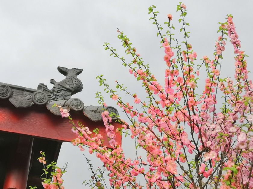 2026重庆两江新区赏樱花的地方（地点+花期+路线）(图3)