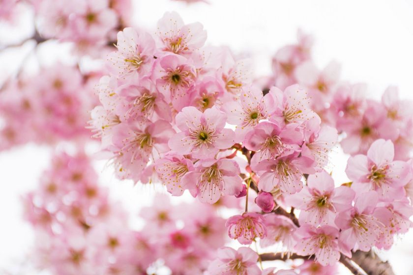 2026重庆两江新区赏樱花的地方（地点+花期+路线）(图5)