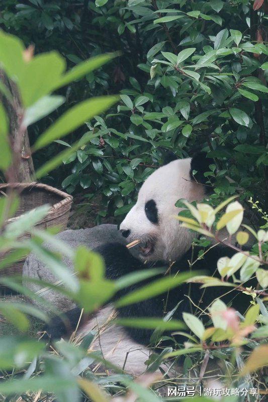 四川自驾游5天最佳路线日游这份详细线路让我省心又省钱(图5)