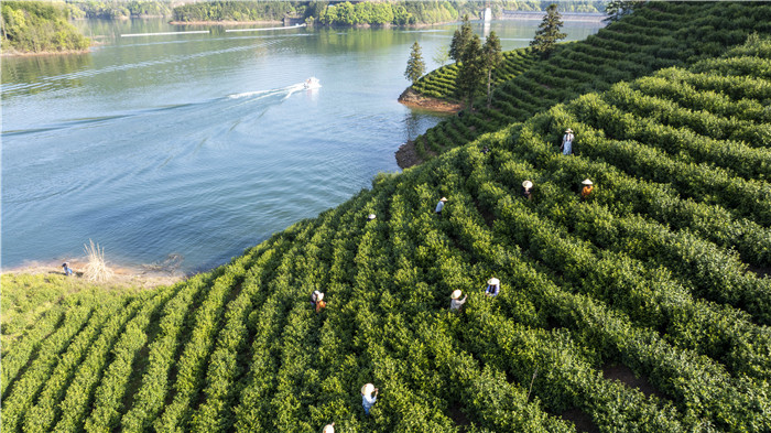 九游app：“宝藏”小城何以宁国？(图6)